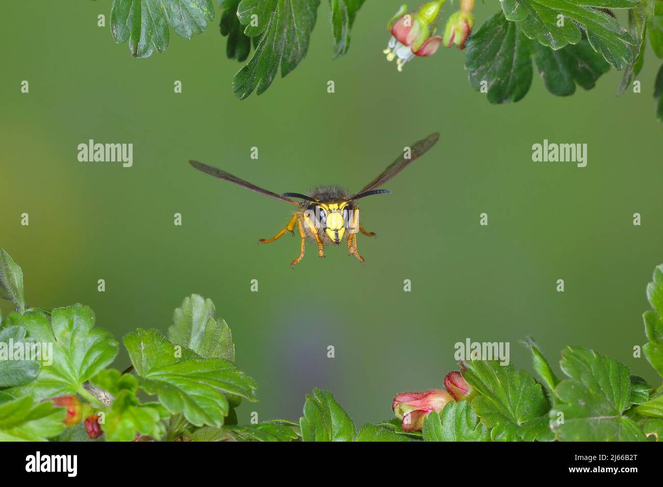 Waldwespe Dolichovepula Sylvestris Im Flug Highspeed Naturfoto waldwespe-dolichovepula-sylvestris-im-flug-highspeed-naturfoto