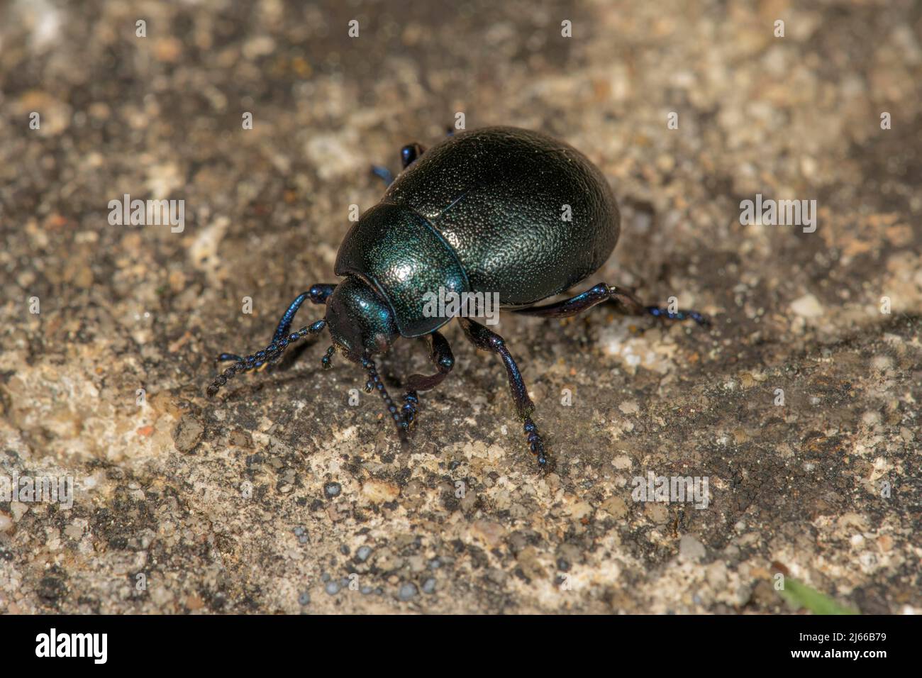 Fruehlingsmistkaefer (Geotrupes vernalis) auf einer Mauer, Baden-Württemberg, Deutschland Stockfoto