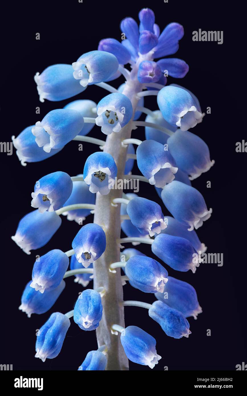 Bluete einer armenischen Traubenhyazinthe (Muscari armeniacum) auf schwarzem Grund, Studioaufnahme, Bayern, Deutschland Stockfoto