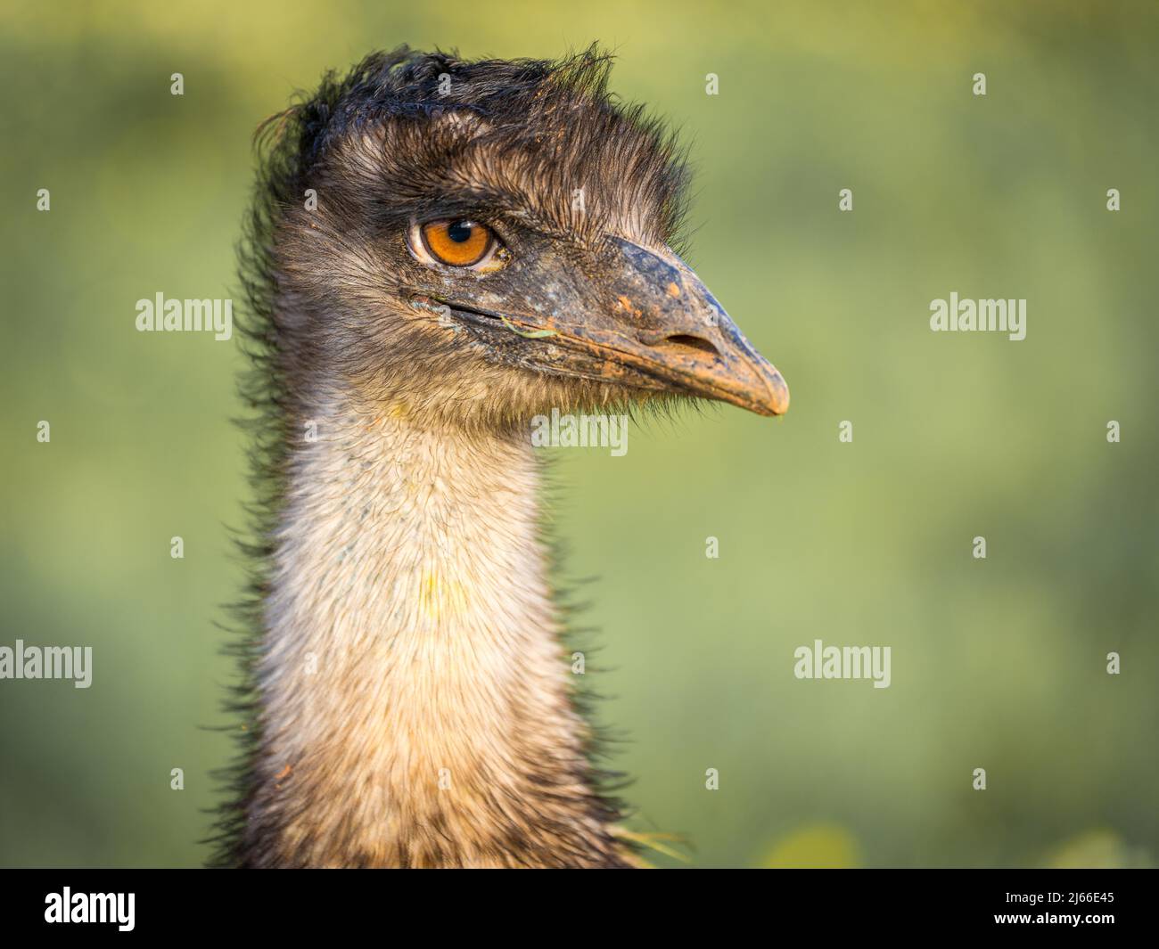 Großer EMU (Dromaius novaehollandiae), Portraet, Captive, Llubi, Mallorca, Spanien Stockfoto