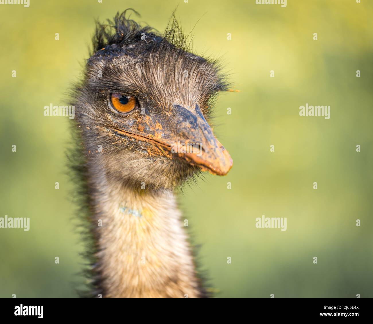 Großer EMU (Dromaius novaehollandiae), Portraet, Captive, Llubi, Mallorca, Spanien Stockfoto