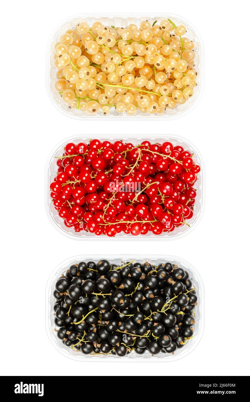 Johannisbeervarianten, in Kunststoffbehältern. Weiße Johannisbeere, rote Johannisbeere und schwarze Johannisbeere, kugelförmige Früchte von Ribes. Stockfoto