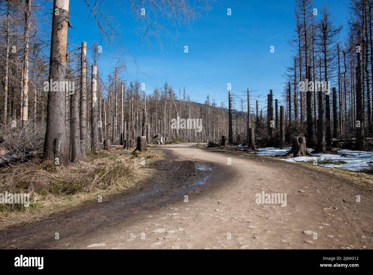 Tote Fichten vor blauem Himmel, am Goetheweg, Nationalpark Harz, Torfhaus, Niedersachsen, Deutschland Stockfoto