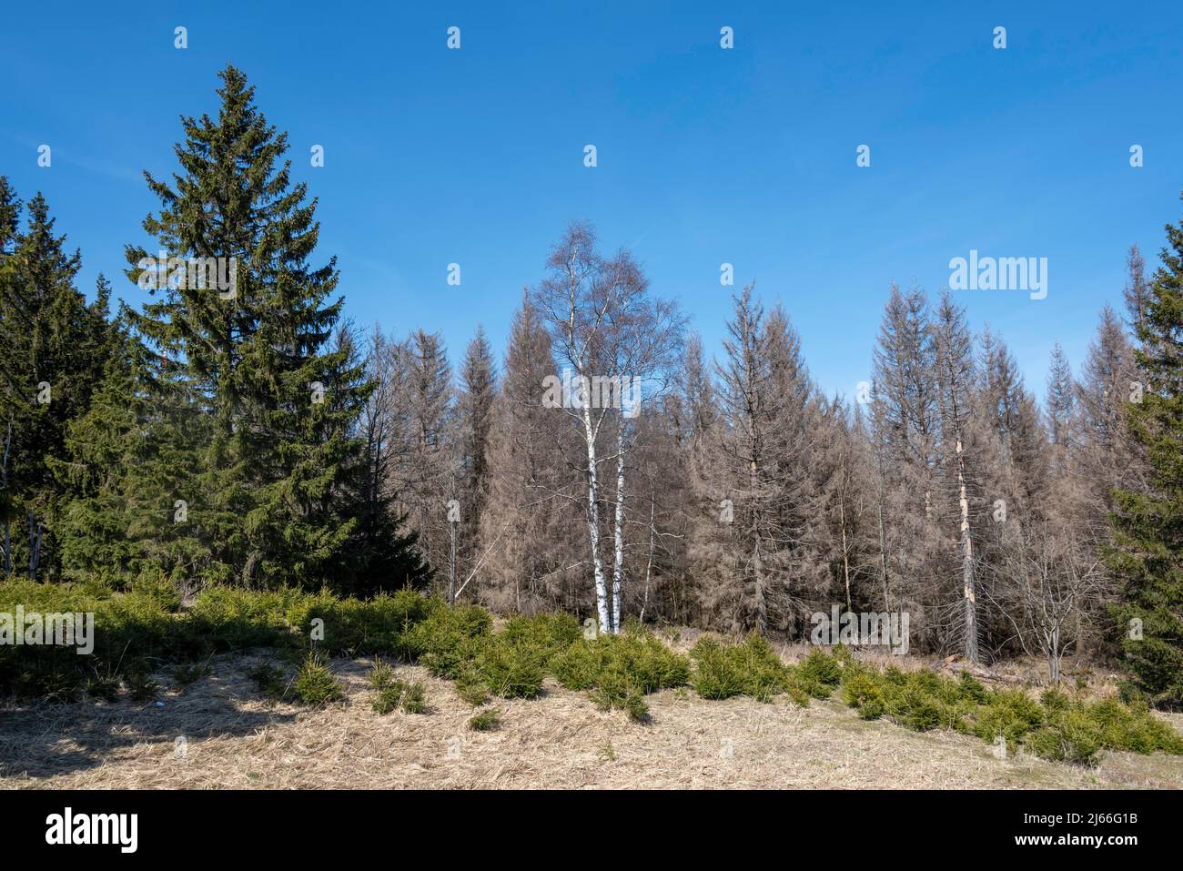 Tote Fichten vor blauem Himmel, am Goetheweg, Nationalpark Harz, Torfhaus, Niedersachsen, Deutschland Stockfoto