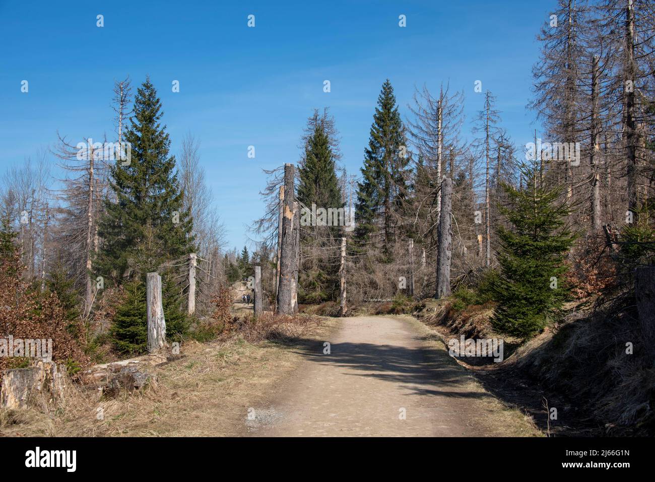 Tote Fichten vor blauem Himmel, am Goetheweg, Nationalpark Harz, Torfhaus, Niedersachsen, Deutschland Stockfoto