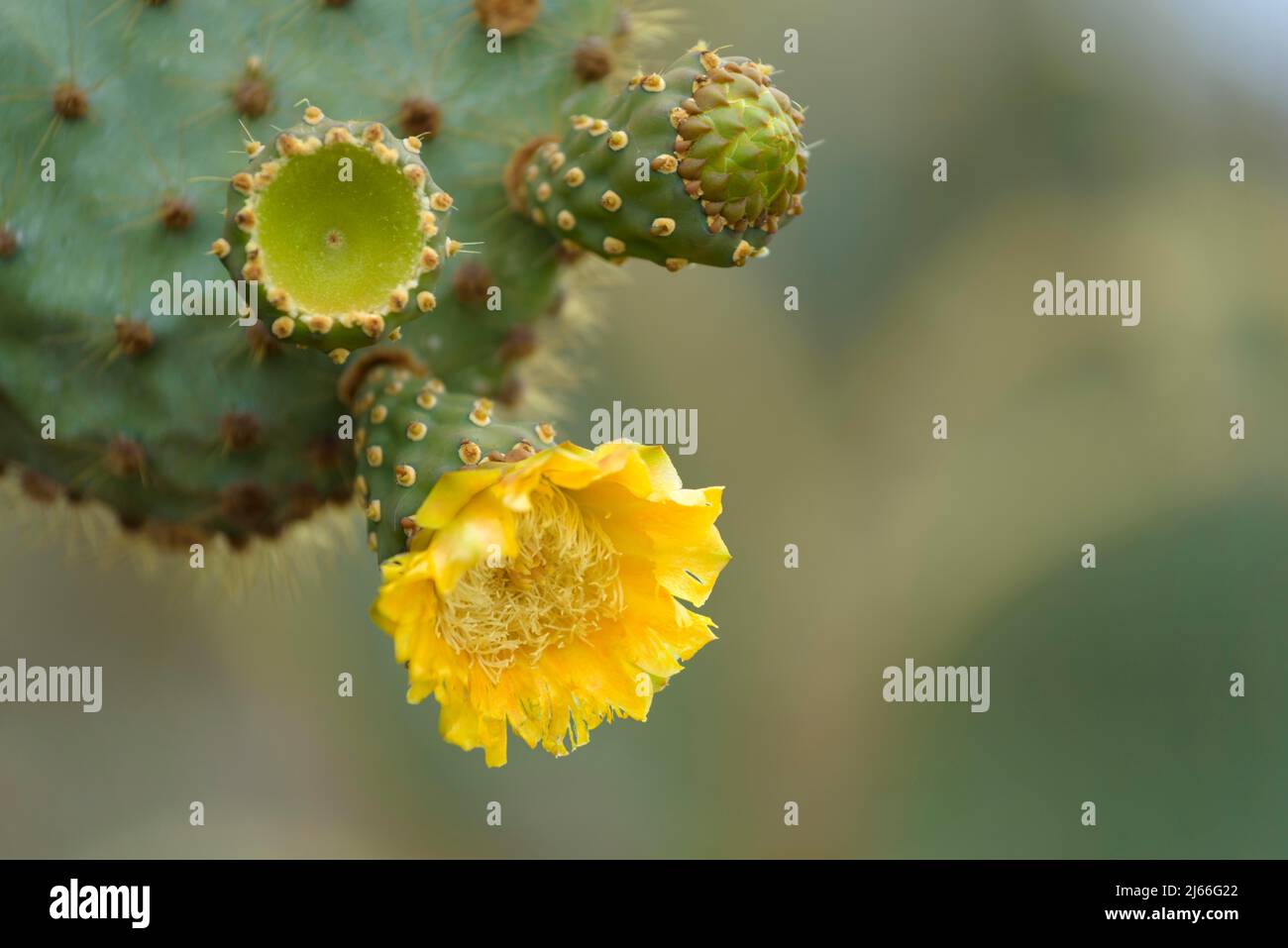 Kaktusbluete, Kakteengewaechs (Cactaceae), Insel Santa Cruz, Galapagos, Ecuador Stockfoto