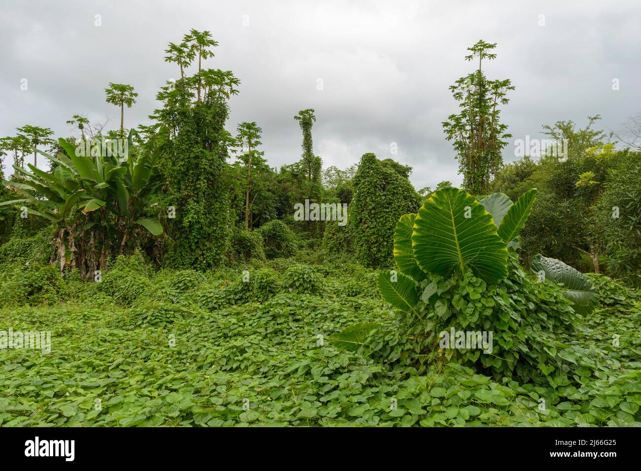 Von Kletterpflanzen überwucherter Wald, Schlingpflanzen, Insel Isabela, Galapagos, Ecuador Stockfoto