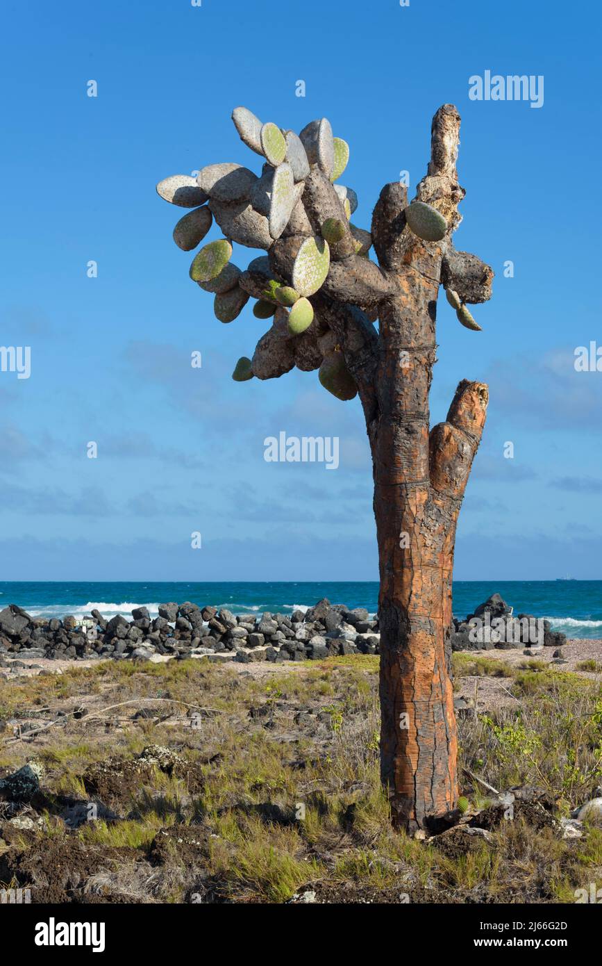 Kakteengewaechs (Opuntia) (Cactaceae) echios, Kueste, Meer, Insel Santa Cruz, Galapagos, Ecuador Stockfoto