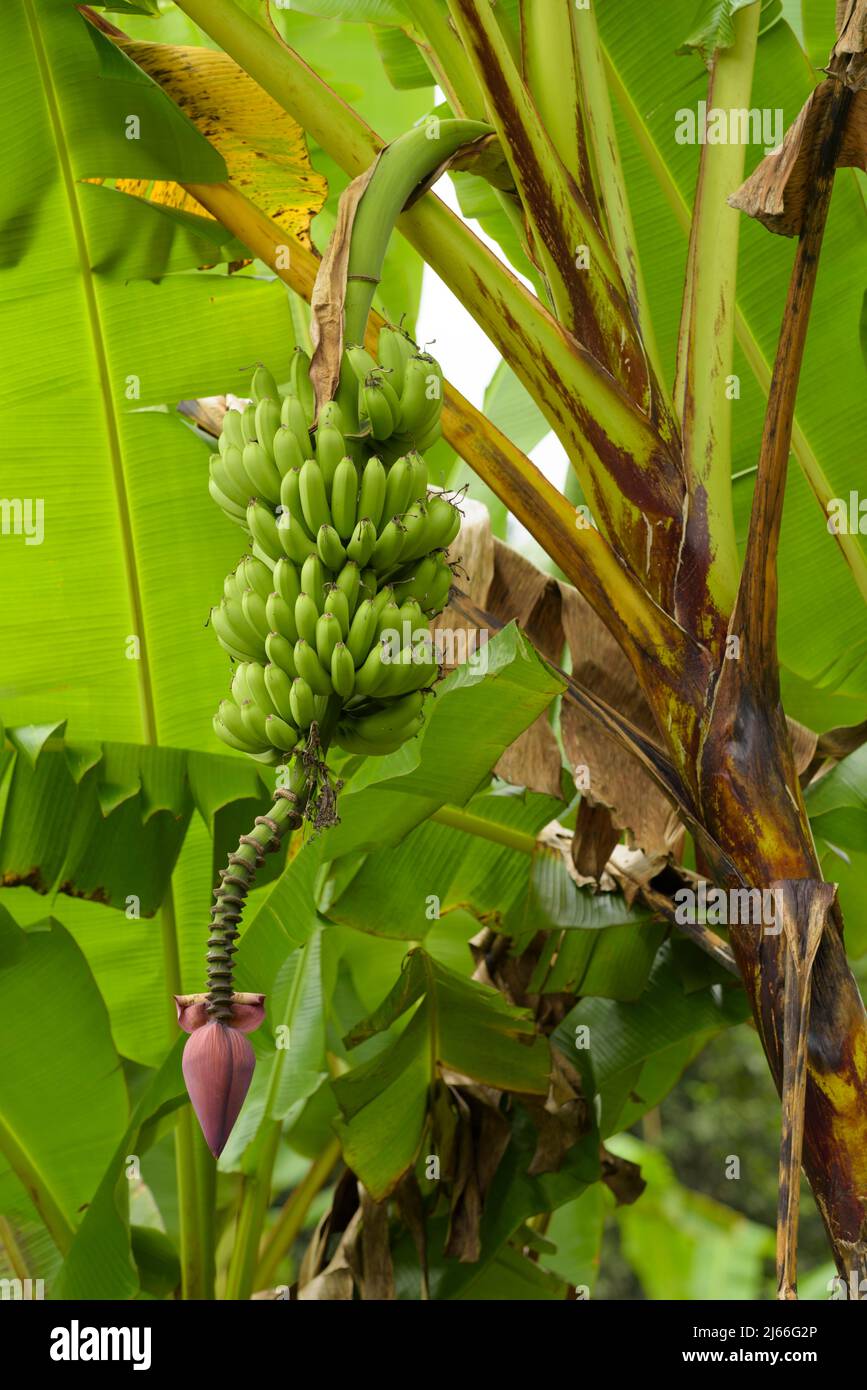 Bananenstaude (Musa) mit grünen Früchte, Insel Isabela, Galapagos, Ecuador Stockfoto