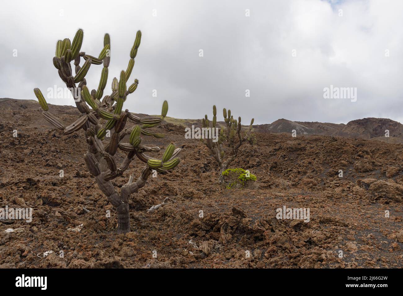 Kakteengewaechs (Cactaceae) in Lavafeld, Insel Isabela, Galapagos, Ecuador Stockfoto