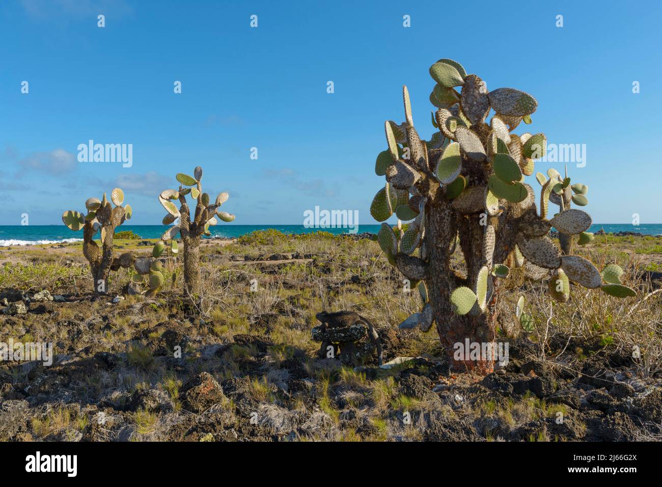 Kakteengewaechse (Opuntia) (Cactaceae) echios, Kueste, Meer, Insel Santa Cruz, Galapagos, Ecuador Stockfoto