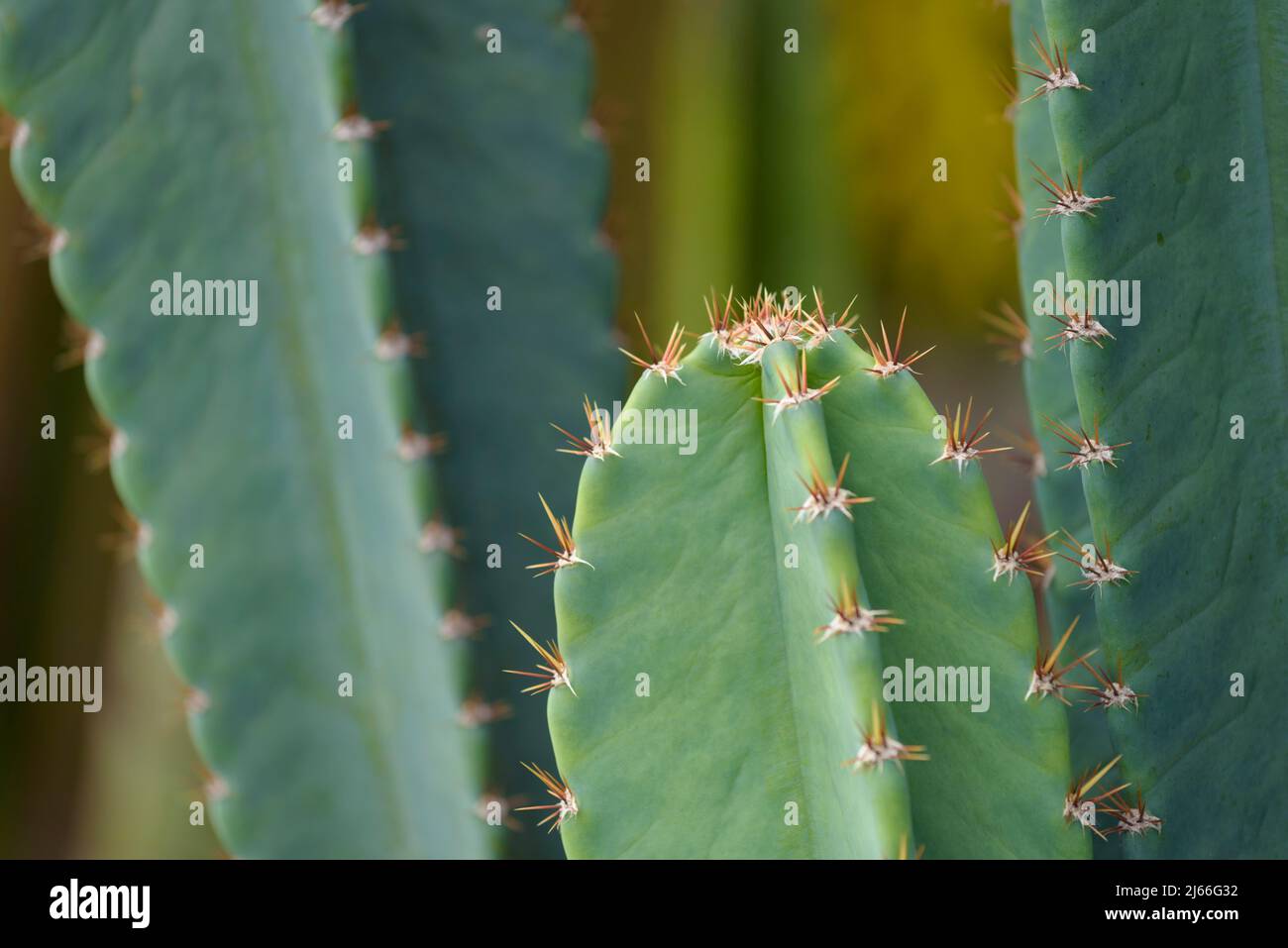 Kakteengewaechs (Cactaceae), Stacheln, Nahaufnahme, Insel Santa Cruz, Galapagos, Ecuador Stockfoto