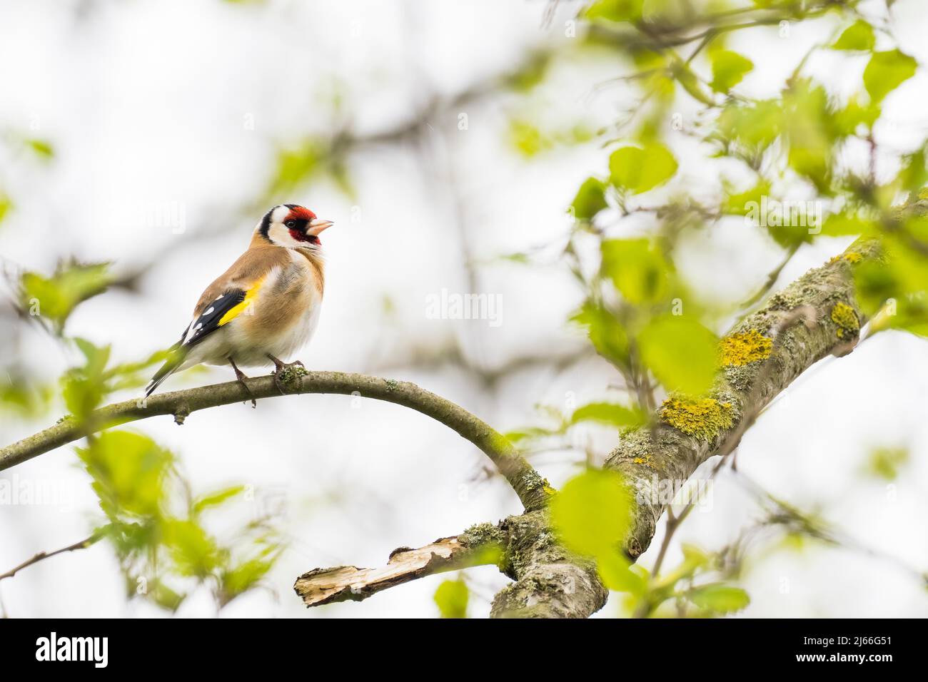 Stieglitz (Carduelis carduelis), steht auf Zweig, frisches Blattgruen, Hessen, Deutschland Stockfoto