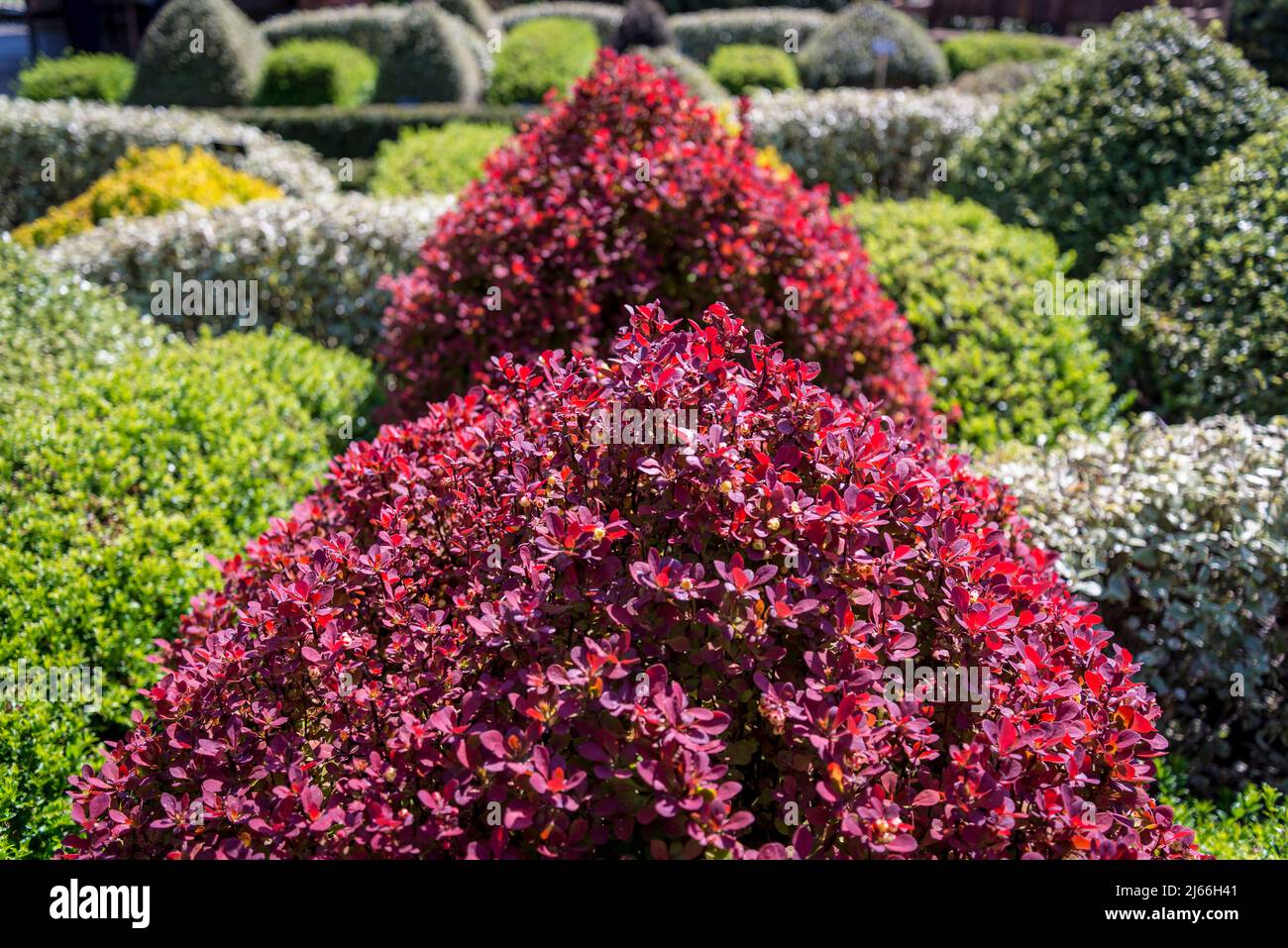 Der Knotengarten mit topiarem Gebüsch und rotblättrigen Berberis thunbergii 'Orange Rocket' im Walled Garden in Wisley RHS Garden, Surrey, England, UK Stockfoto