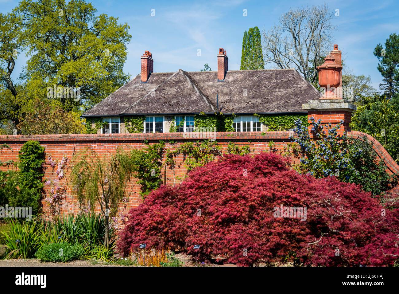 Cederbaum im Walled Garden in Wisley RHS Garden, Surrey, England, Großbritannien Stockfoto
