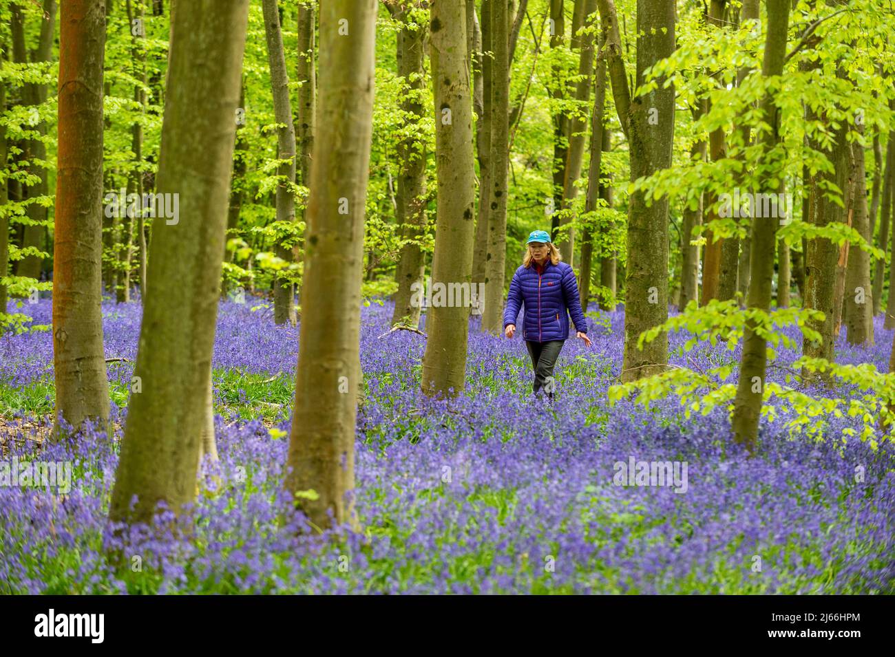 Chorleywood, Großbritannien. 28. April 2022. Wetter in Großbritannien: Eine Frau geht auf einem Pfad zwischen den einheimischen Bluebells (Hyacinthoides non-scripta), die in Philipshill Wood bei Chorleywood blühen, vor dem Wochenende der Bankfeiertage im Mai. In diesem Jahr wurden vom Woodland Trust auf beiden Seiten der Wege Baumstämme und Äste angelegt, um Menschen und Hunde davon abzuhalten, die zarten Blumen mit Füßen zu treten. Der einheimische Bluebell ist unter dem Wildlife and Countryside Act (1981) geschützt, was bedeutet, dass Blumen nicht gepflückt und Zwiebeln nicht gegraben werden können. Kredit: Stephen Chung / Alamy Live Nachrichten Stockfoto