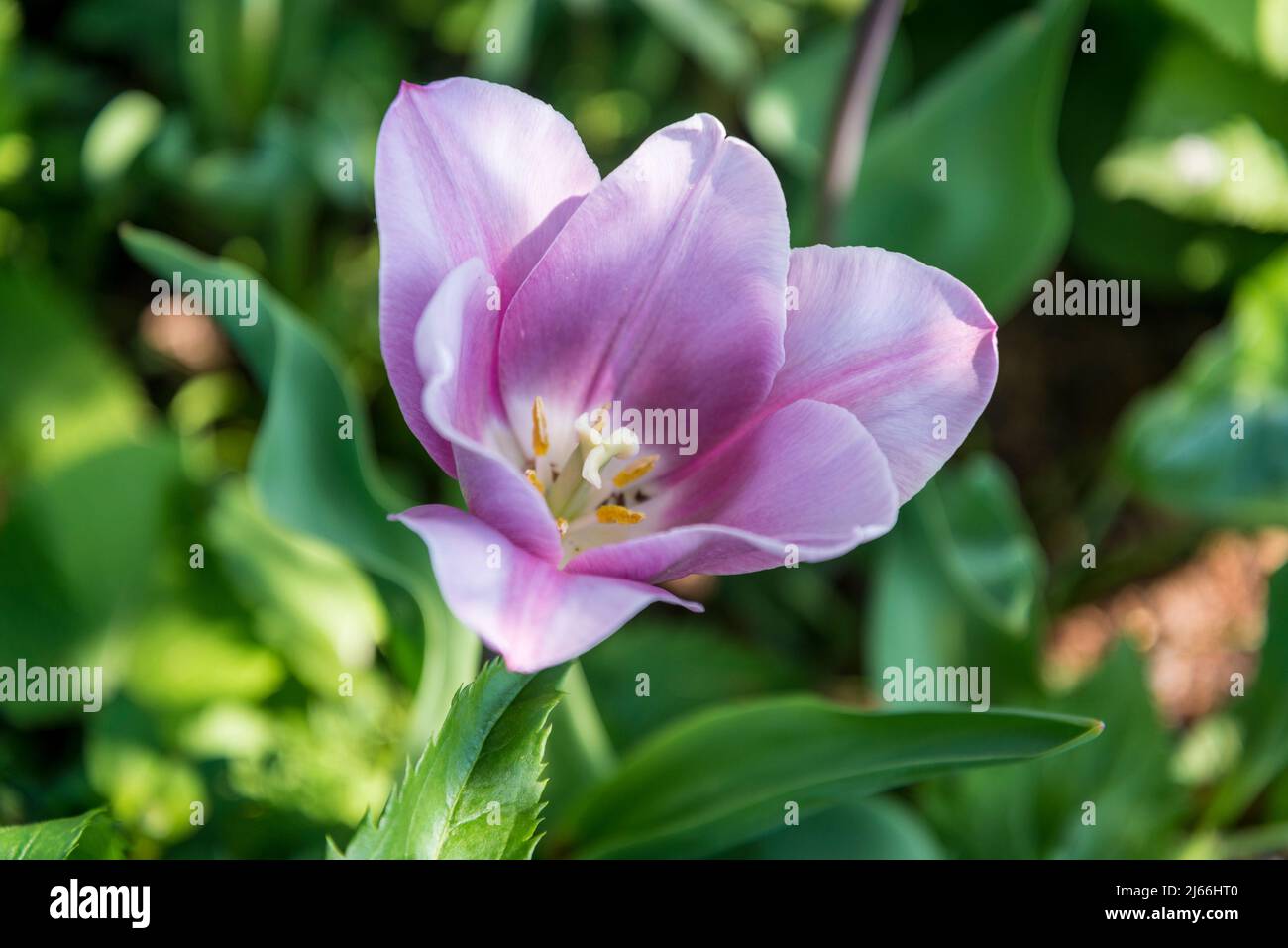 Tulip „Herrin Mystic“ Stockfoto