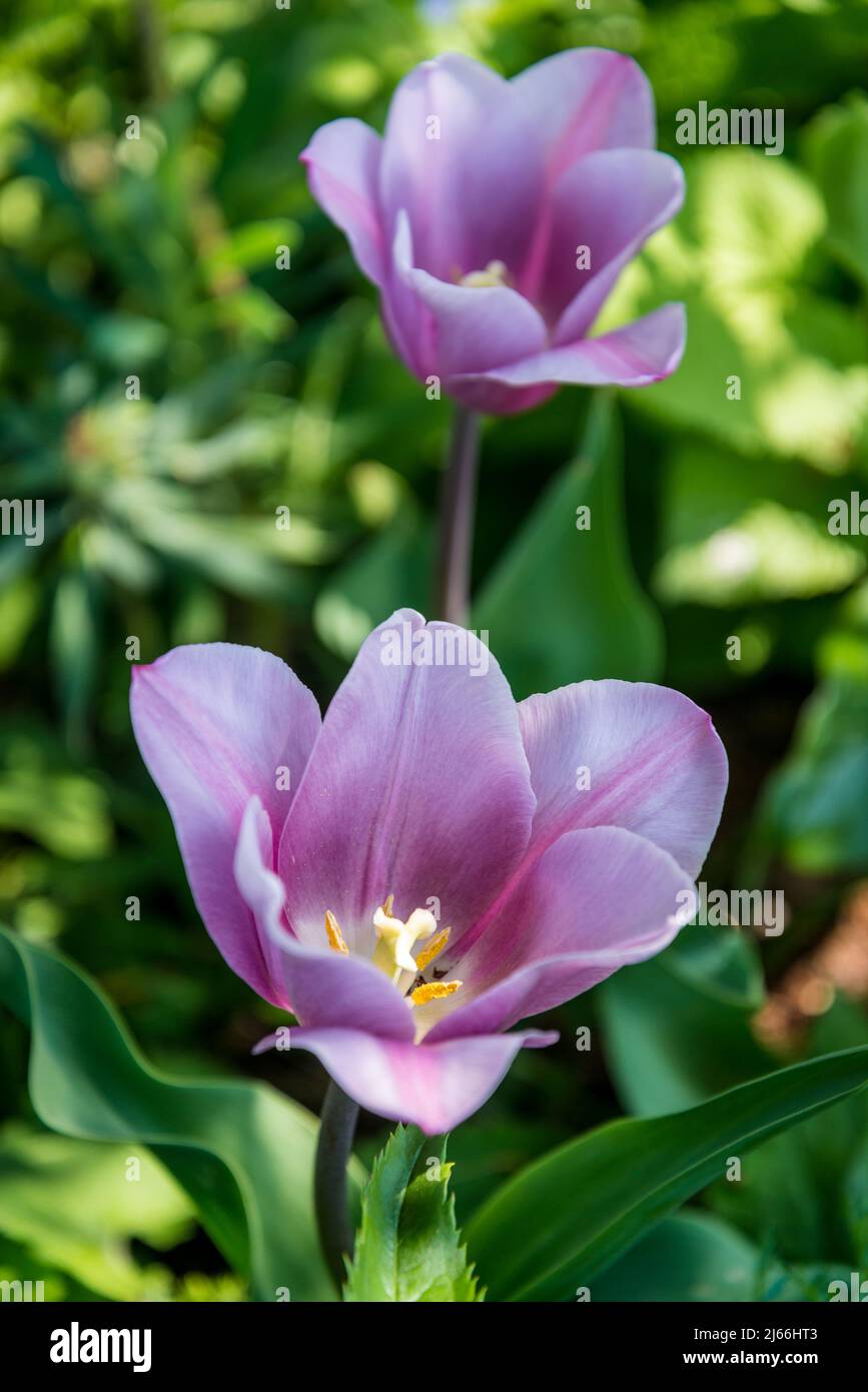 Tulip „Herrin Mystic“ Stockfoto