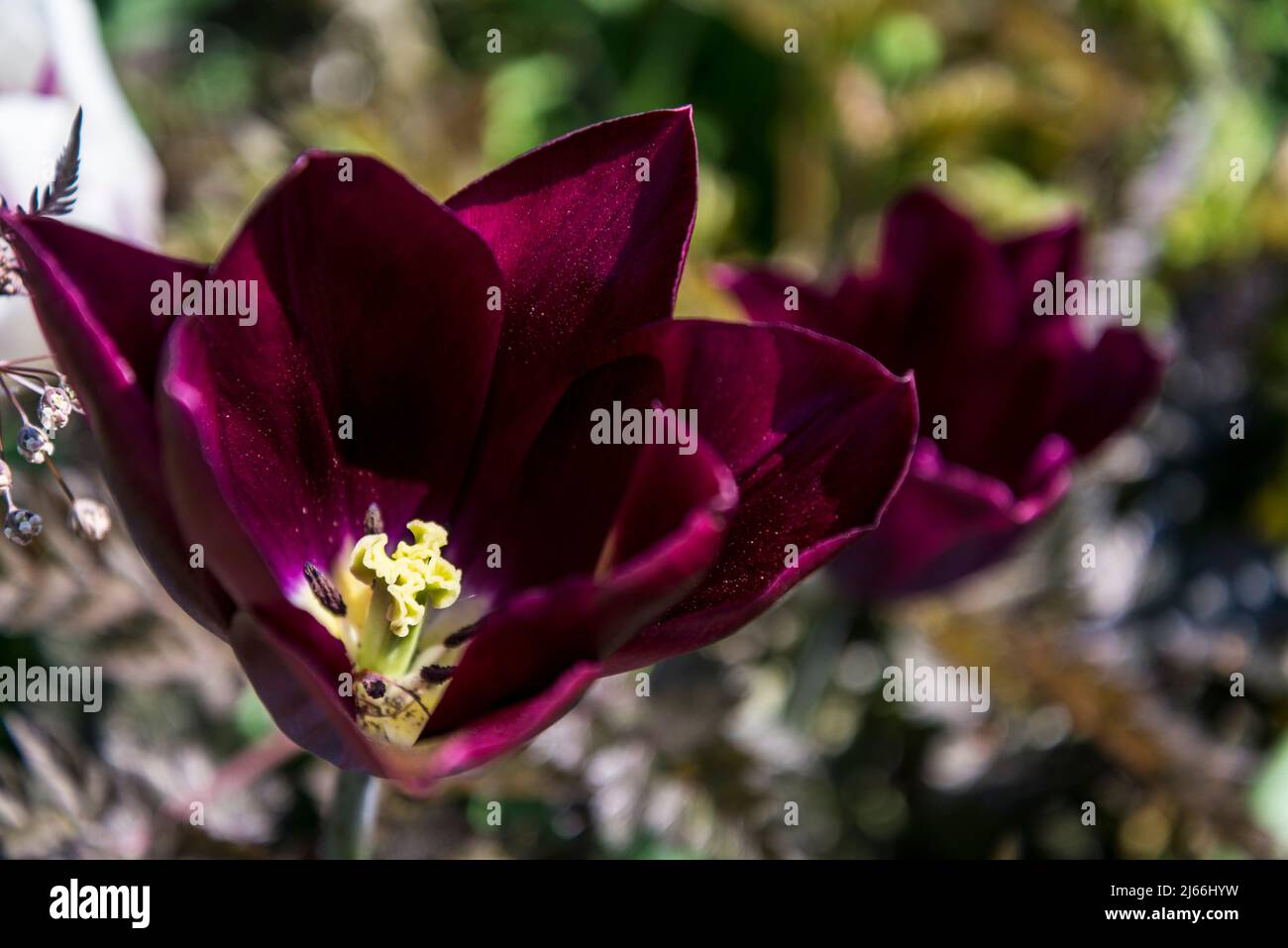 Dunkelrote burgunderrote Tulpe Stockfoto