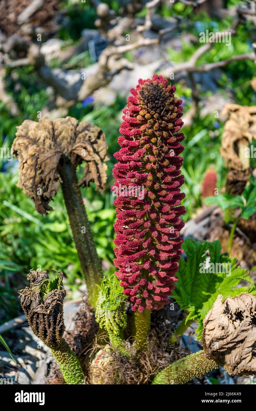 Gunnera tinctoria, bekannt als Rhabarber oder chilenischer Rhabarber, Stockfoto