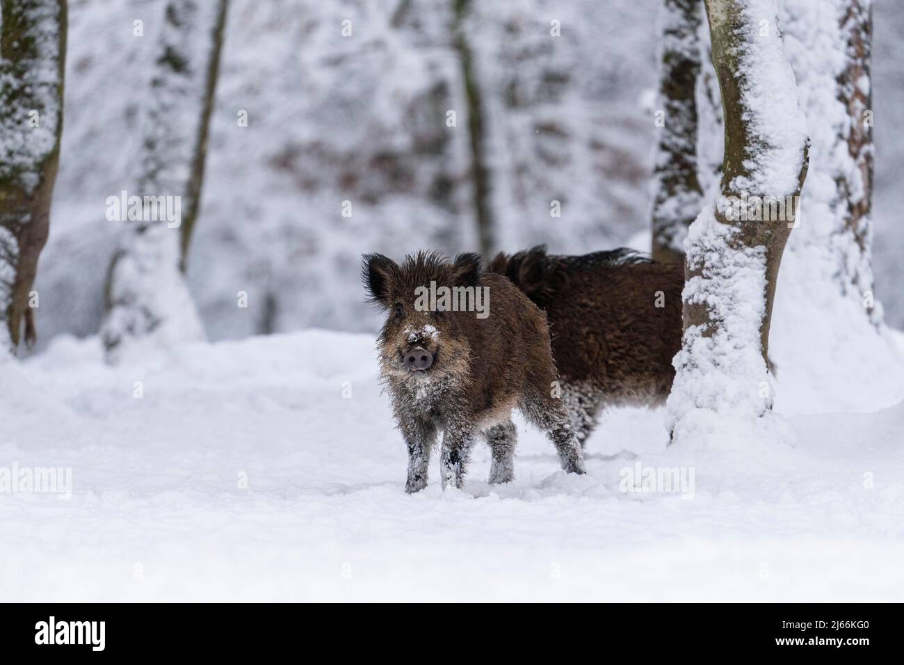 Wildschwein (Sus scrofa), im Winter bei geschlossener Schneeecke, Vulkaneifel, Rheinland-Pfalz, Deutschland Stockfoto