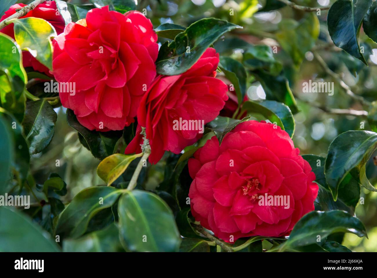 Camellia Japonica 'Anna M. Page' Stockfoto