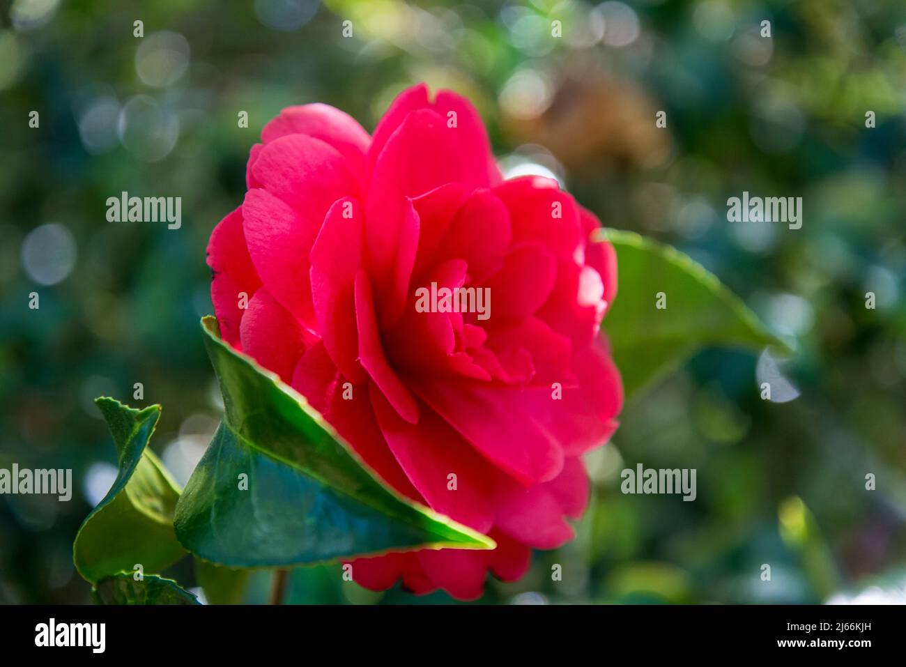 Camellia Japonica 'Anna M. Page' Stockfoto