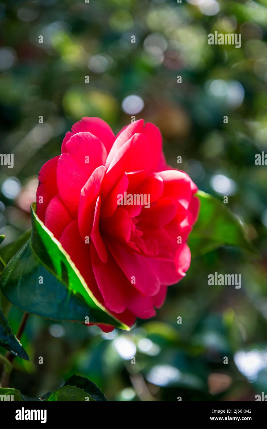 Camellia Japonica 'Anna M. Page' Stockfoto