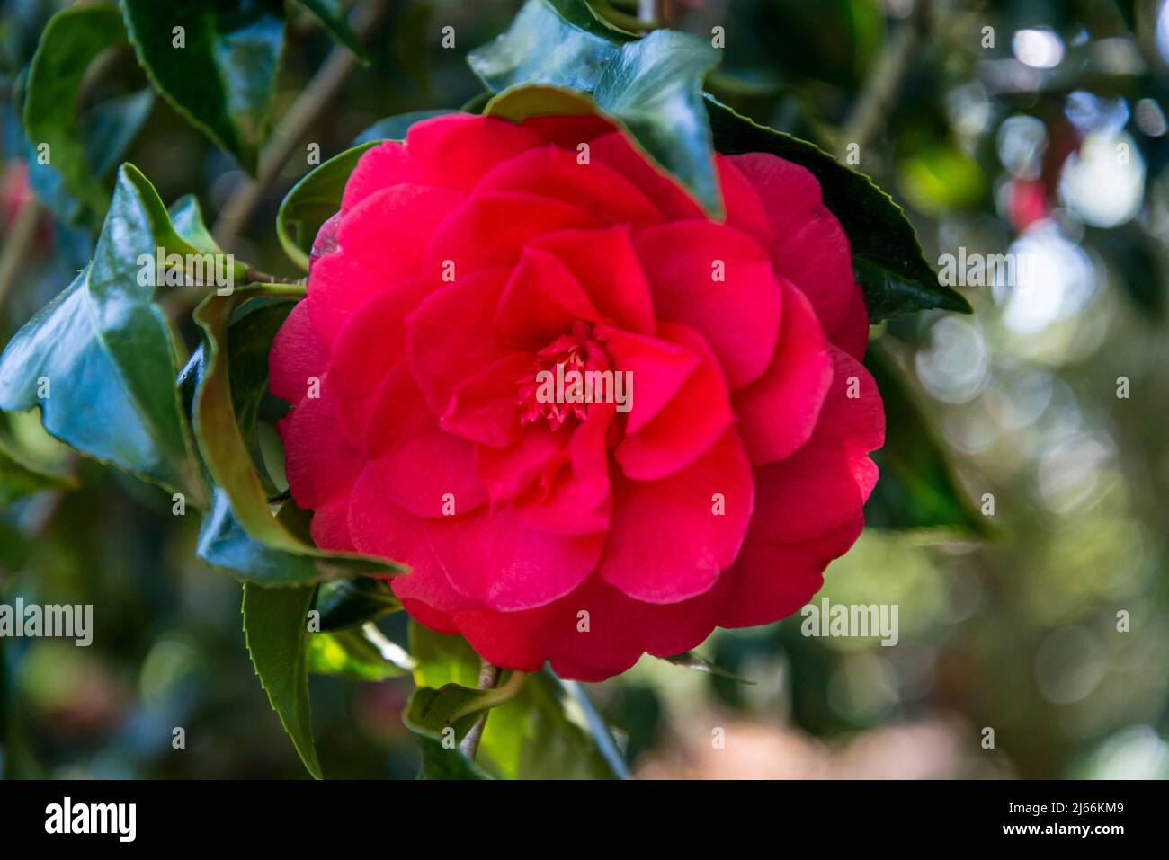 Camellia Japonica 'Anna M. Page' Stockfoto