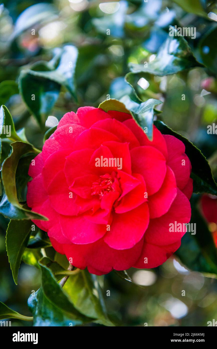 Camellia Japonica 'Anna M. Page' Stockfoto