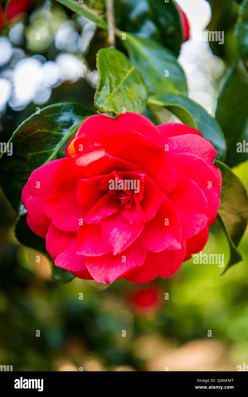 Camellia Japonica 'Anna M. Page' Stockfoto