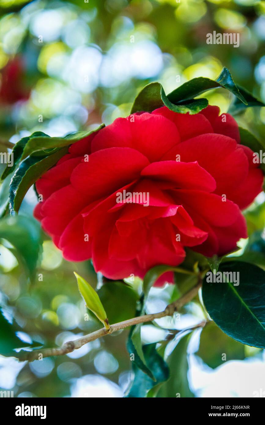 Camellia Japonica 'Anna M. Page' Stockfoto