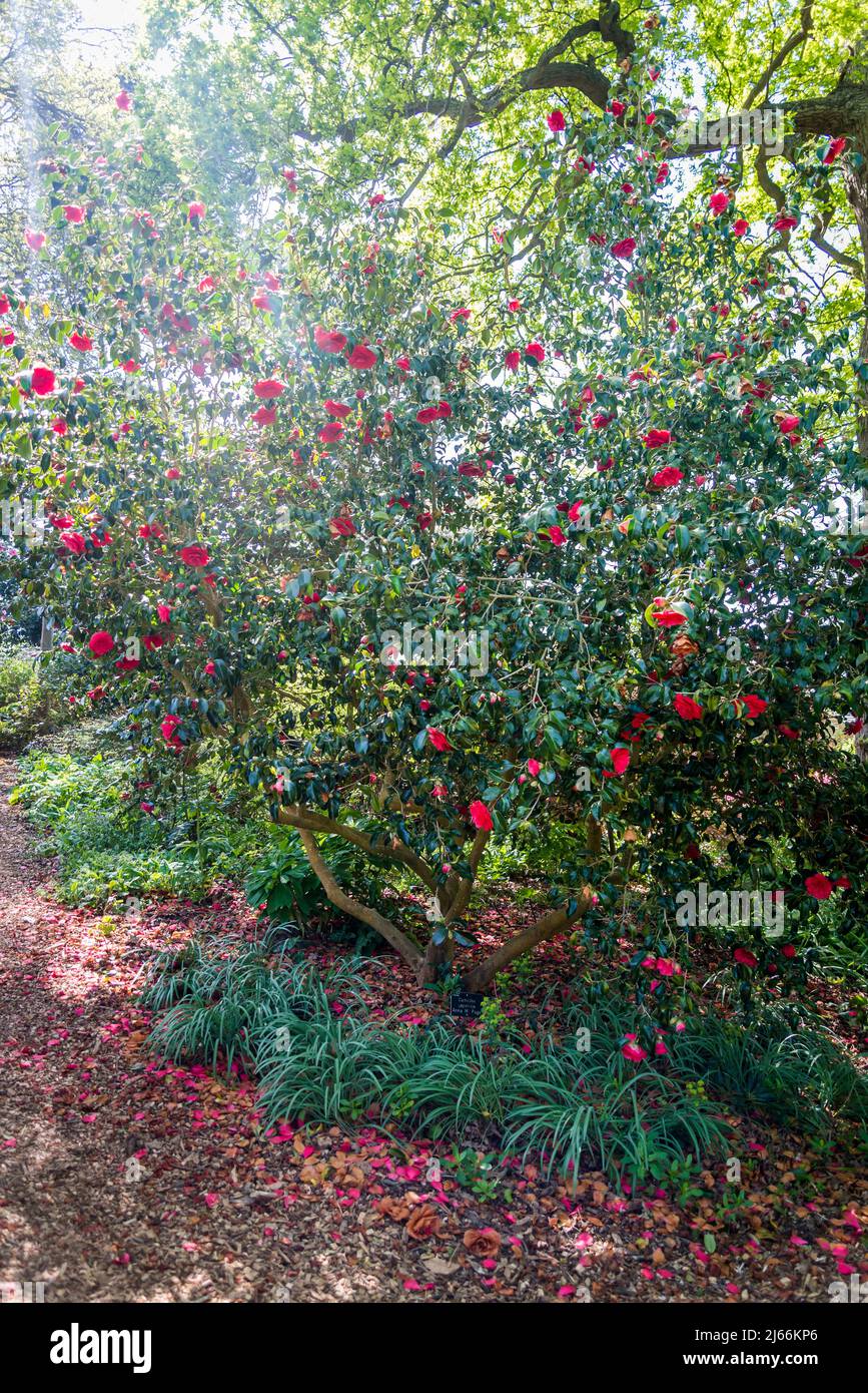 Camellia Japonica 'Anna M. Page' Stockfoto