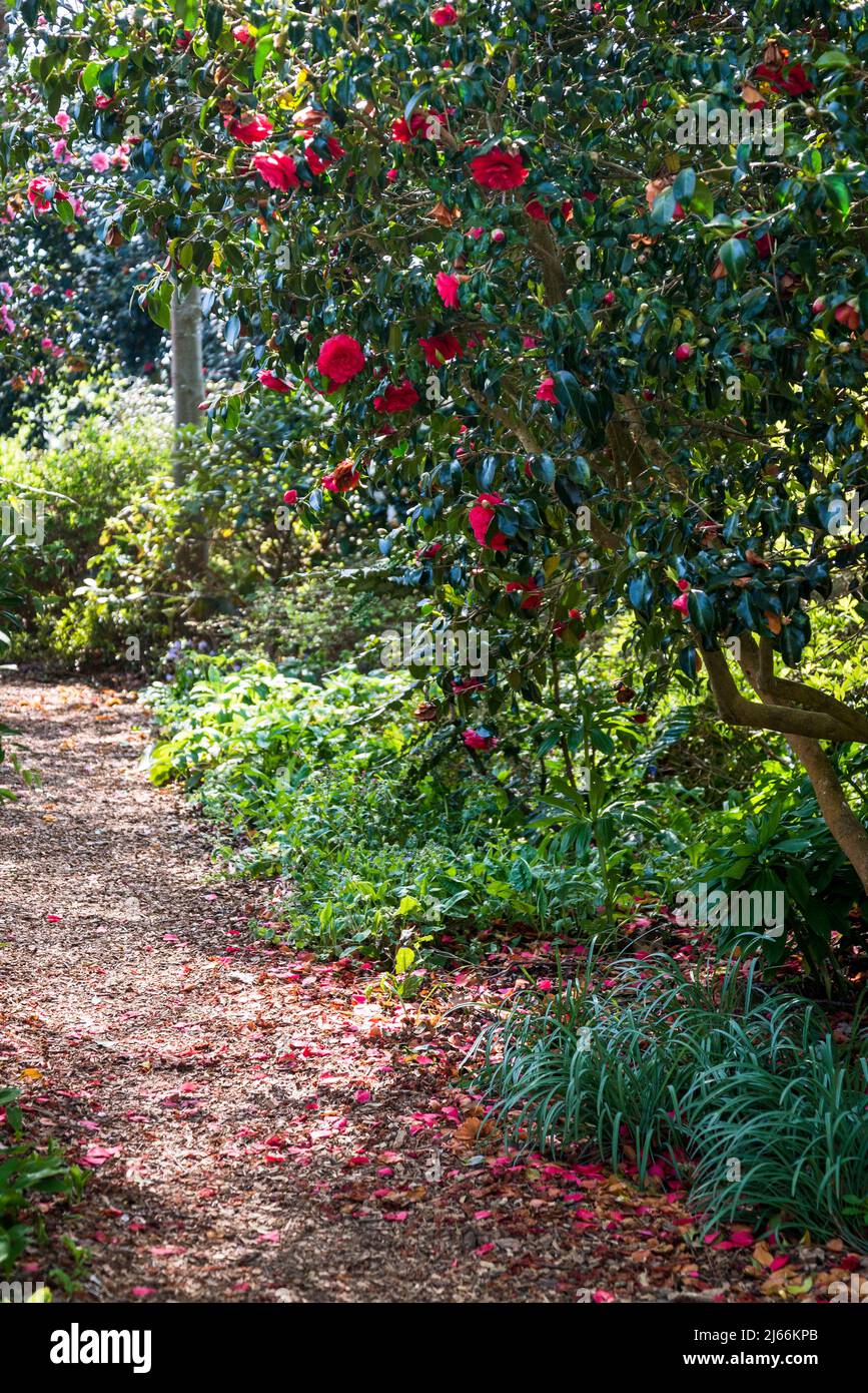 Camellia Japonica 'Anna M. Page' Stockfoto