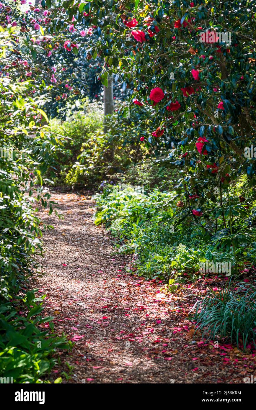 Camellia Japonica 'Anna M. Page' Stockfoto
