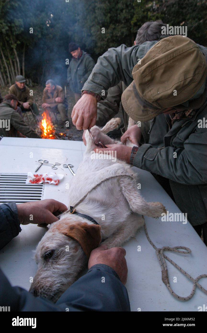 Murlo, Siena, Italien 24/01/2004: battuta di caccia al cinghiale - Wildschweinjagd ©Andrea Sabbadini Stockfoto