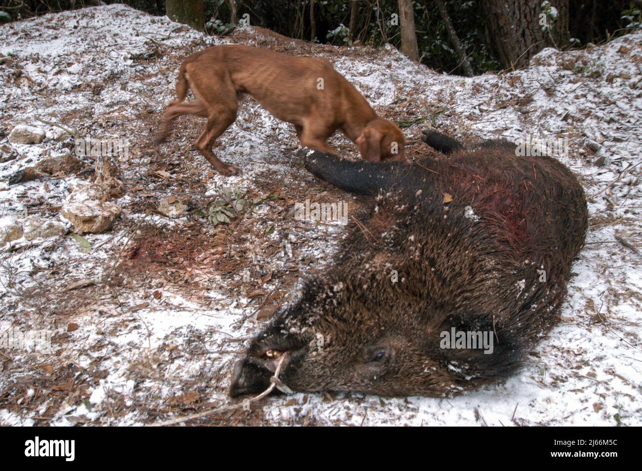 Murlo, Siena, Italien 25/01/2004: battuta di caccia al cinghiale - Wildschweinjagd. ©Andrea Sabbadini Stockfoto