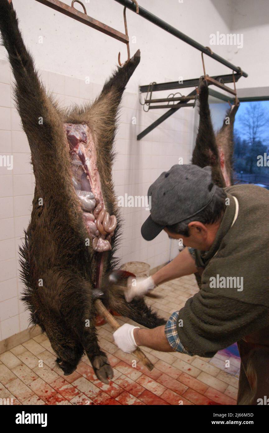 Murlo, Siena, Italien 25/01/2004: Macellazione del cinghiale dopo la battuta di caccia - Schneiden im Schlachthaus nach der Jagd auf Wildschweine. ©Andrea Sabbadini Stockfoto