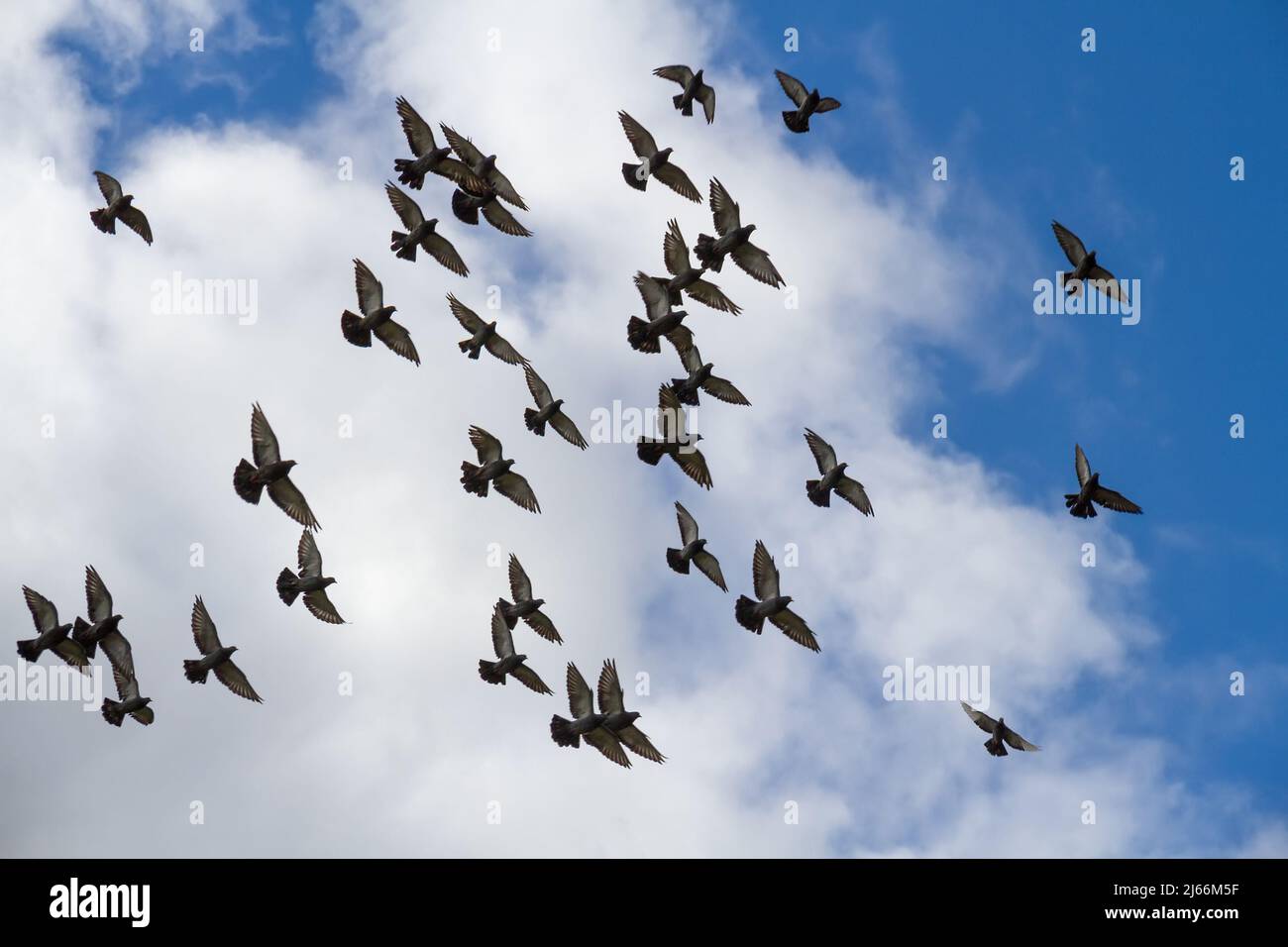 Riesige Taubenschar im Flug. Stockfoto