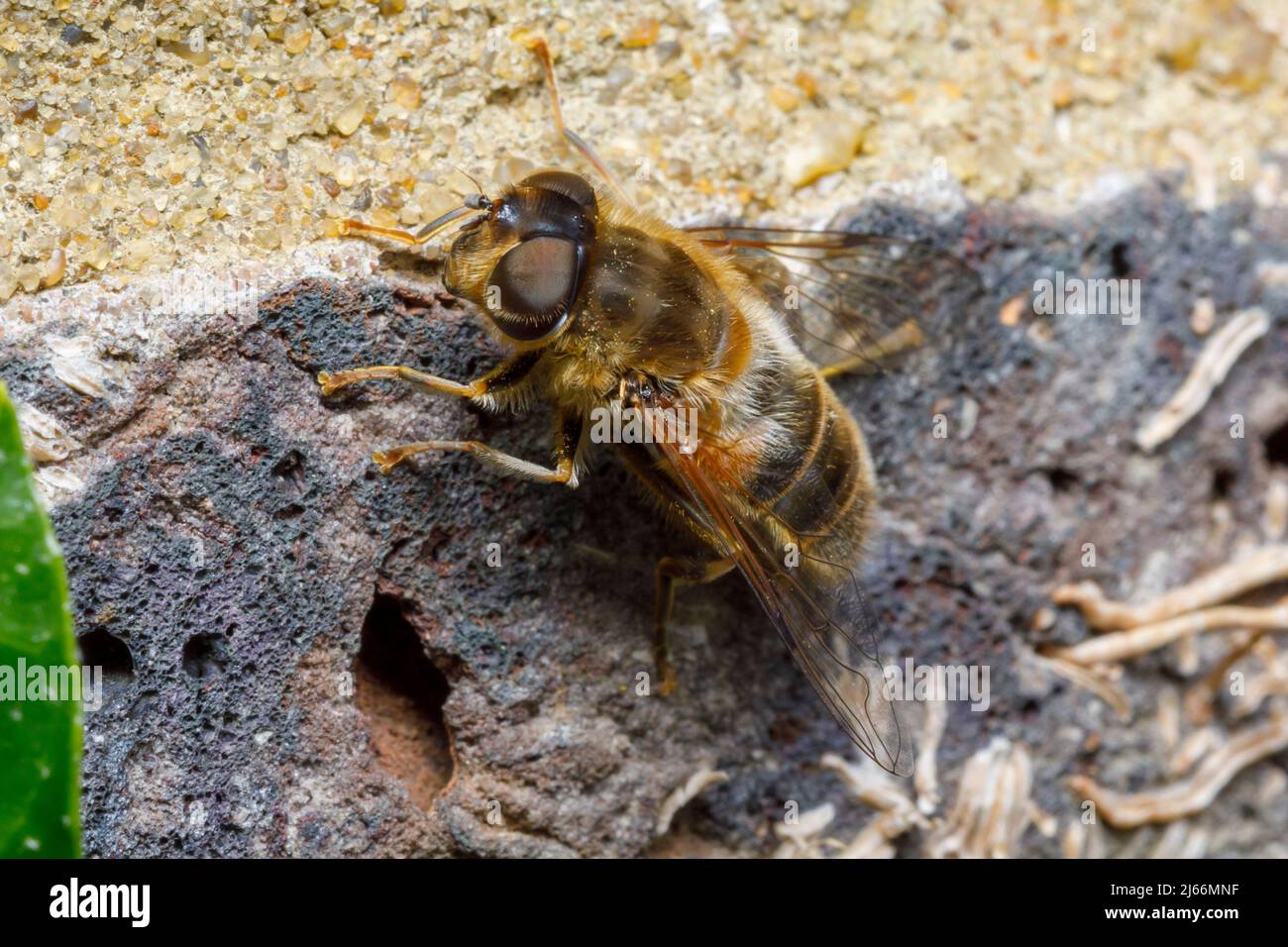 Konische Drohnenfliege (Eristalis pertinax) Stockfoto