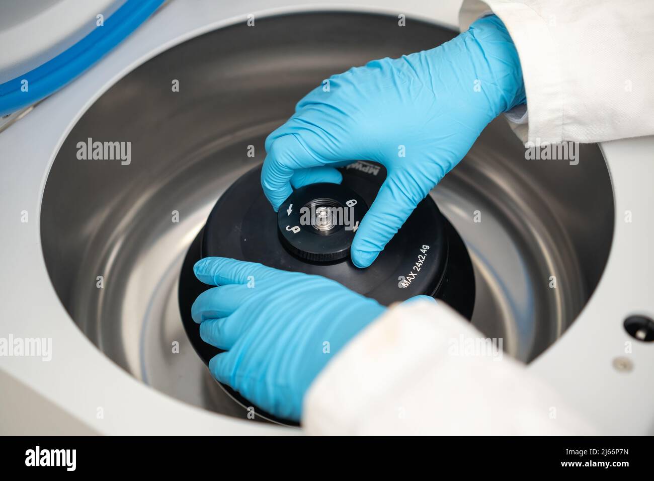 Eine Laborantin mit Gummihandschuhen befüllt eine Zentrifuge und schließt die Kappe. DNA-Test oder onglogy Marker Tests Konzept. Stockfoto