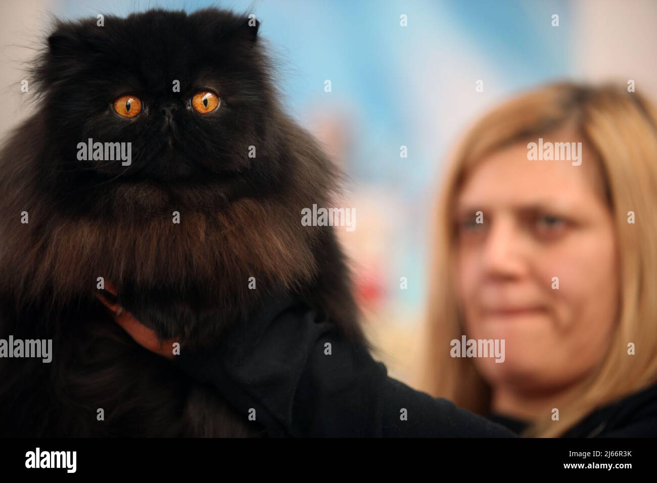 Die schönsten Katzen der Welt während einer Ausstellung in Venedig Stockfoto