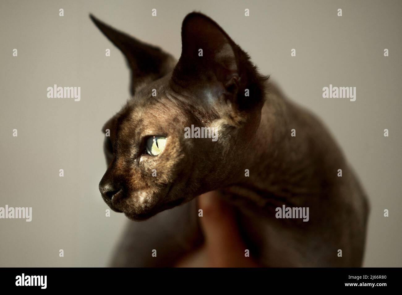 Die schönsten Katzen der Welt während einer Ausstellung in Venedig Stockfoto