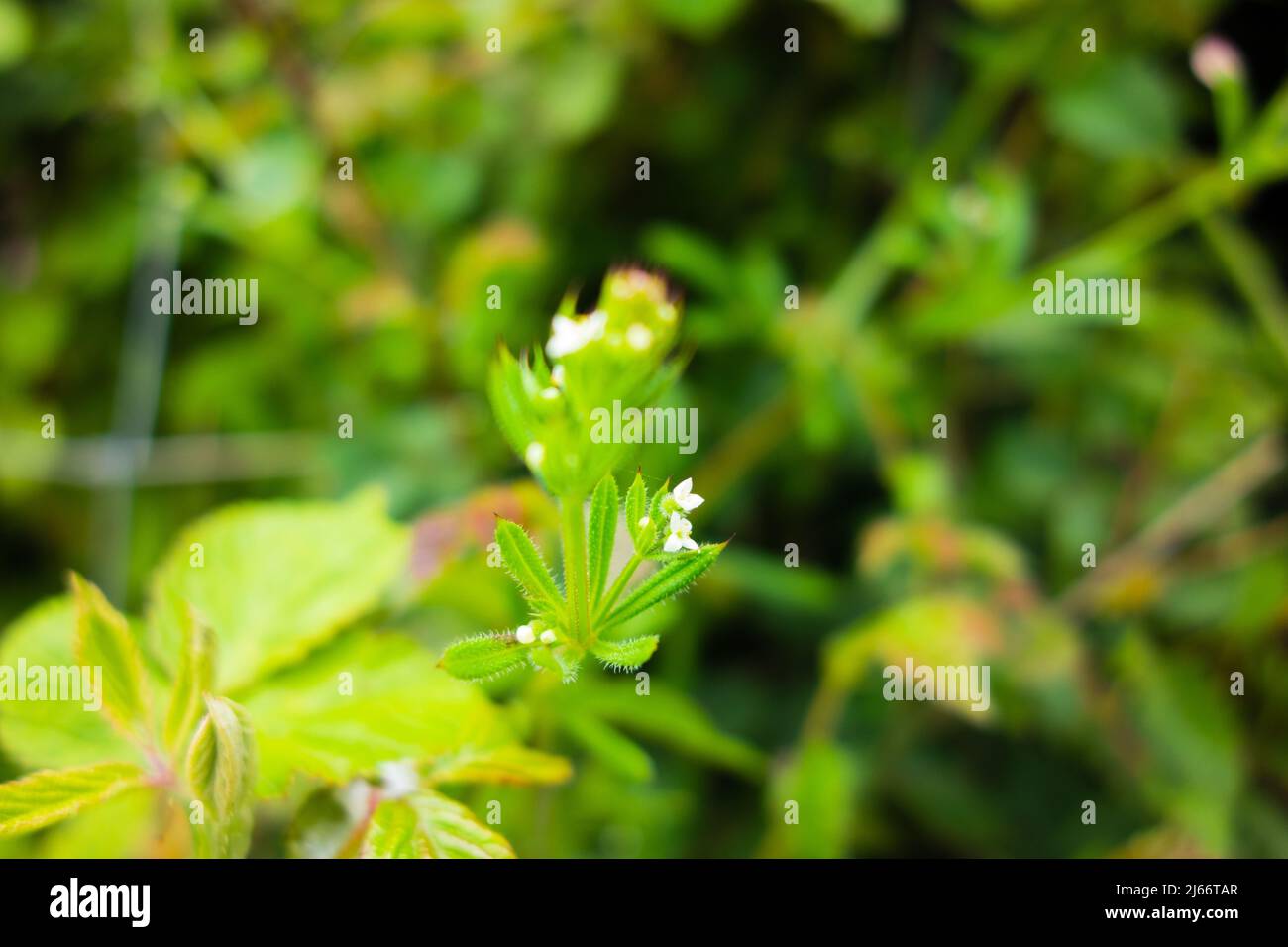 Kleine blassgelbe britische Wildblume isoliert auf einem natürlichen grünen Hintergrund Stockfoto