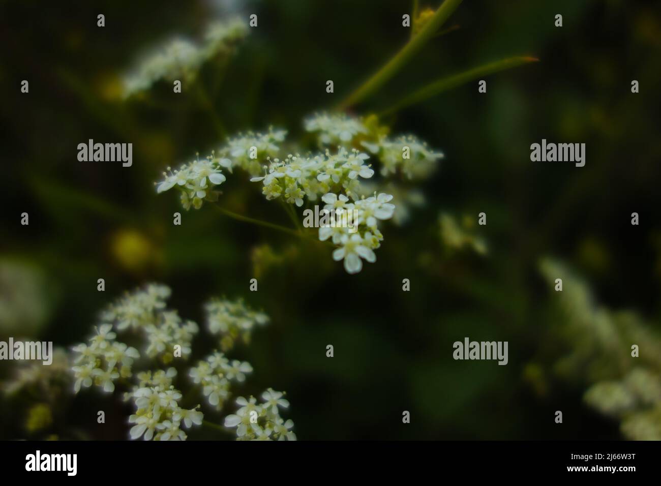 Weiße britische Wildblume isoliert auf einem natürlichen dunkelgrünen Hintergrund Stockfoto