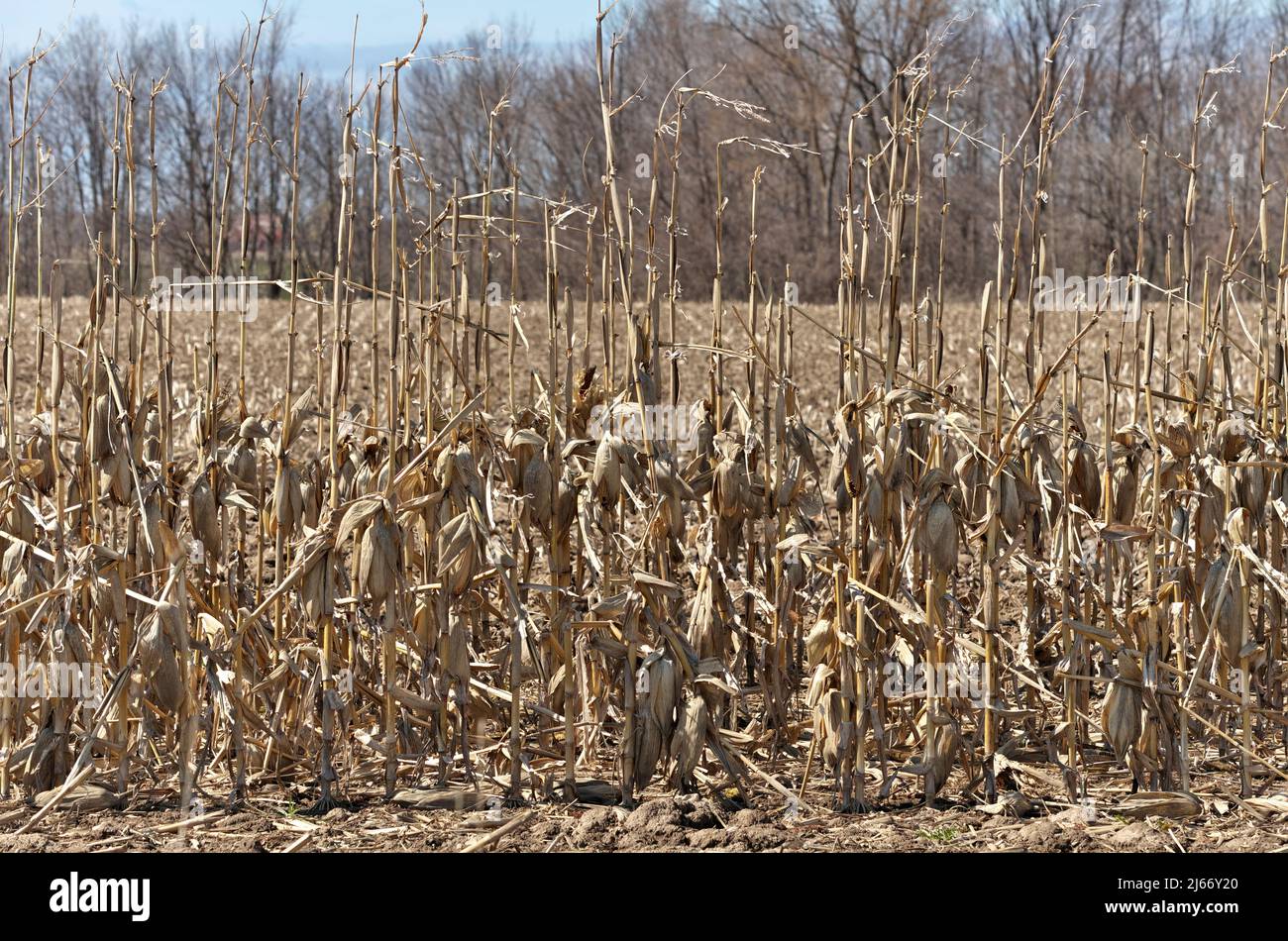 Mittlere Aufnahme von toten Maisstielen und Maiskolben auf dem Farmfeld im Frühjahr Stockfoto