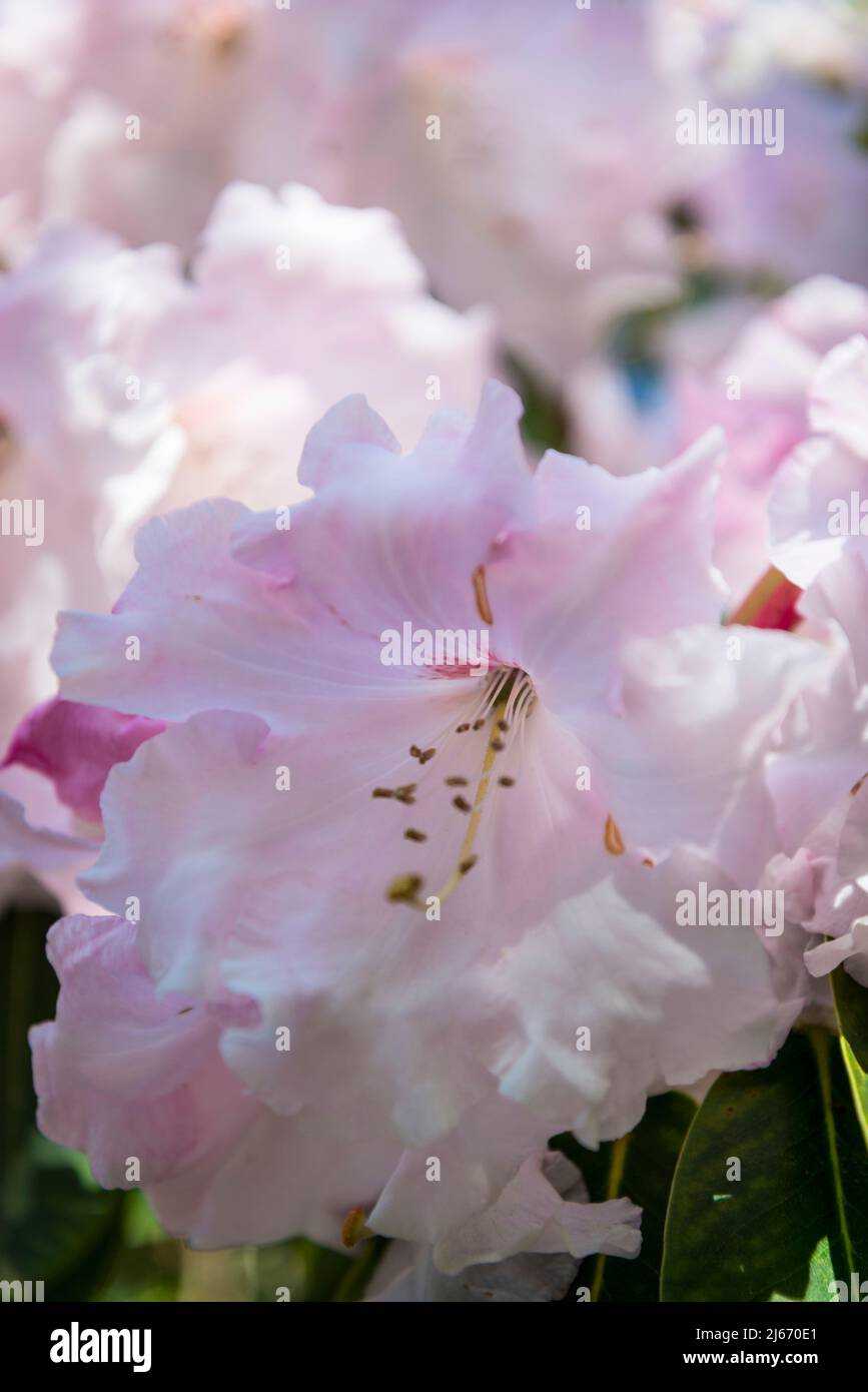 Rhododendron Loderi Group Stockfoto