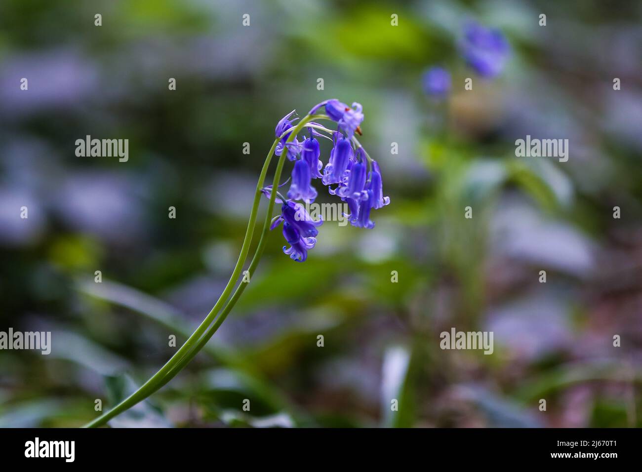 London, Großbritannien. 24. April 2022. Bluebell-Blumen blühen in Highgate Woods im Norden Londons. Bluebells auch als Hyacinthoides non-scripta bekannt sind in der Regel tief violett-blau in der Farbe, glockenförmig mit sechs Blütenblättern und up-turned Spitzen. Laut dem National Trust ist es gegen das Gesetz, Bluebells absichtlich zu pflücken, zu entwurzeln oder zu zerstören und fast die Hälfte der weltweiten Bluebells sind in Großbritannien zu finden, sie sind im Rest der Welt relativ selten. (Bild: © Dinendra Haria/SOPA Images via ZUMA Press Wire) Stockfoto