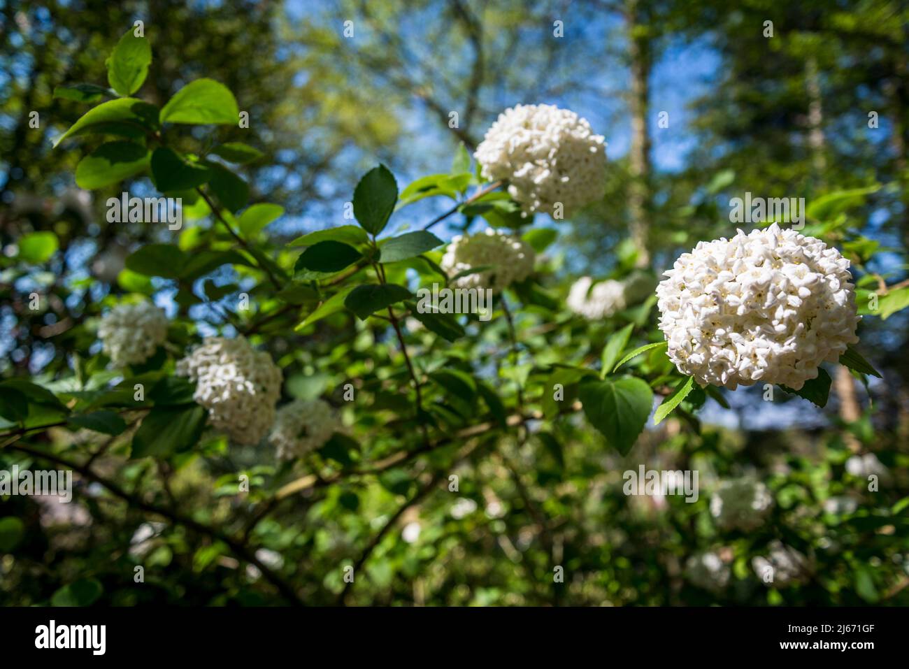 Viburnum × burkwoodii, Burkwood viburnum, halbimmergrüner Strauch mit duftenden weißen Blüten Stockfoto