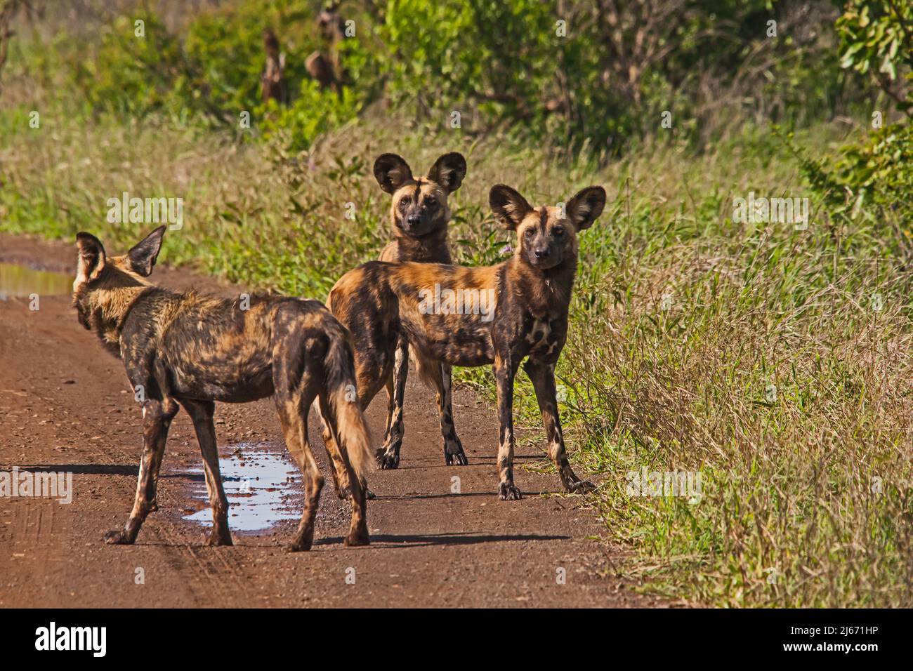Der African Wid Dog, auch Painted Dog oder Painted Wolf genannt, ist eine der am stärksten gefährdeten Säugetiere der Welt Stockfoto